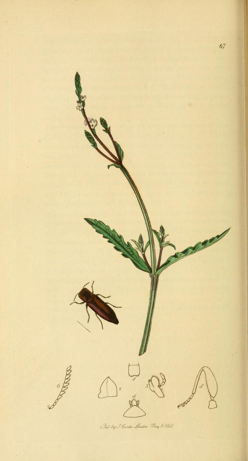 Britishentomologyvolume2Plate67