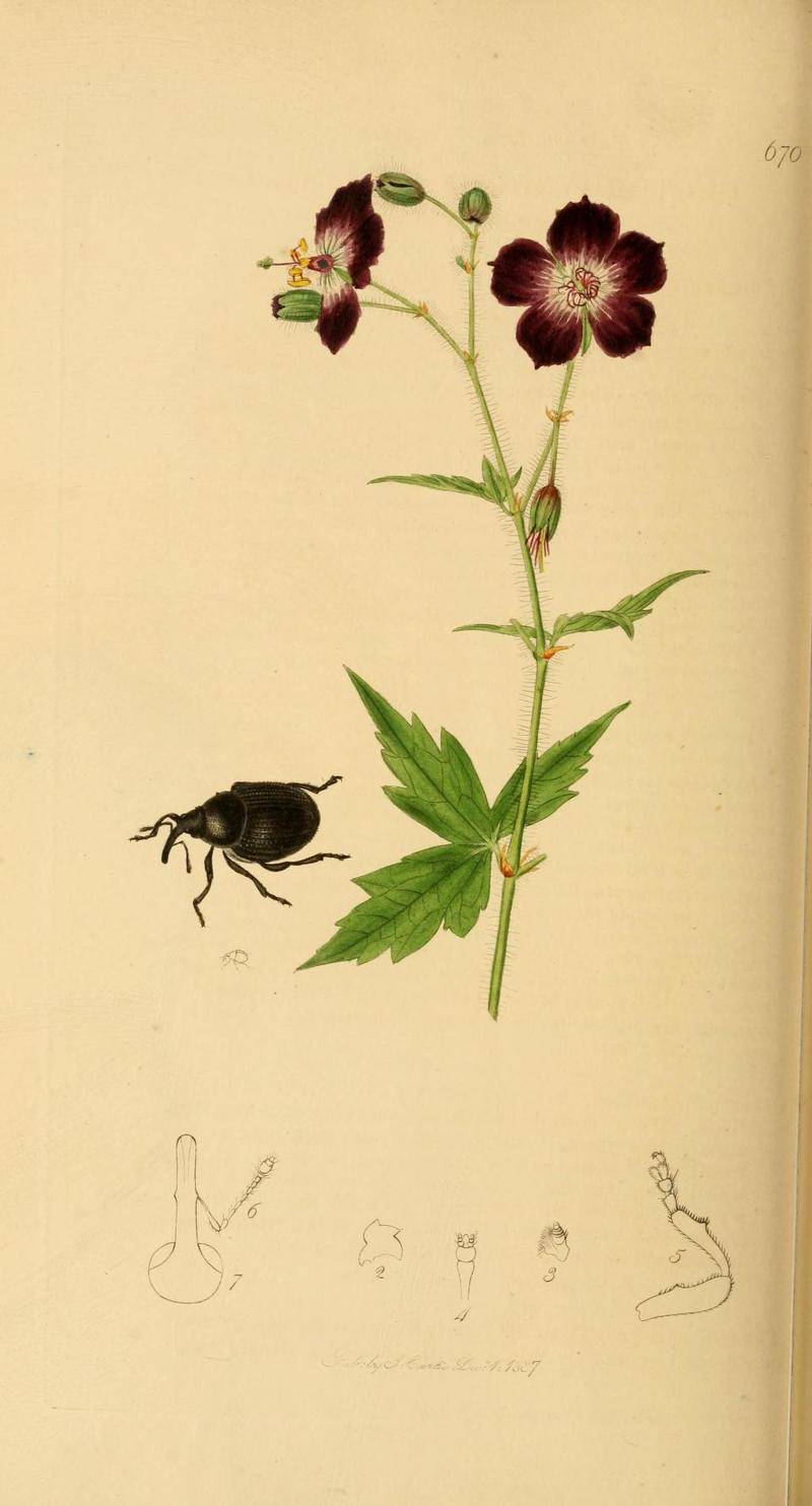 Britishentomologyvolume2Plate670