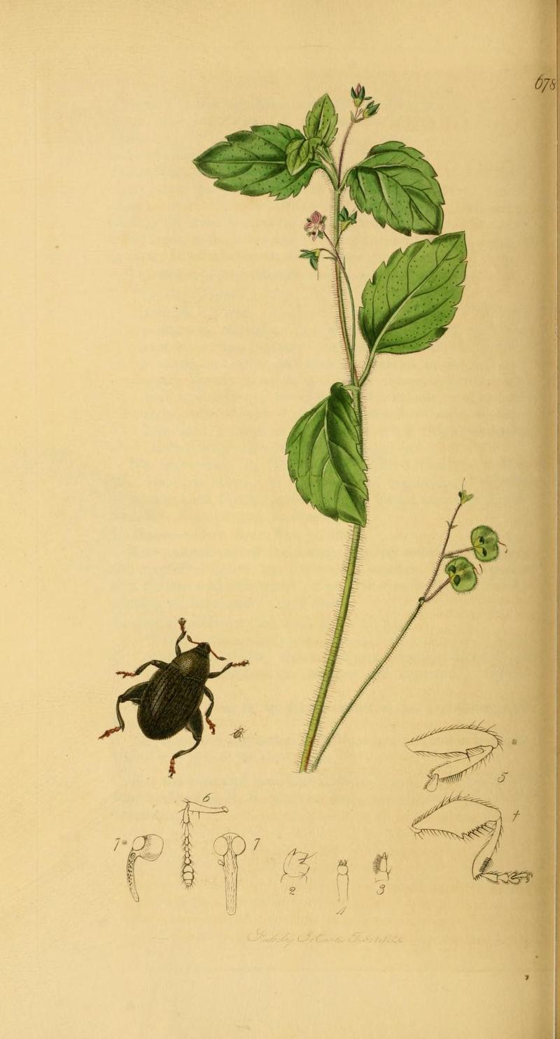 Britishentomologyvolume2Plate678