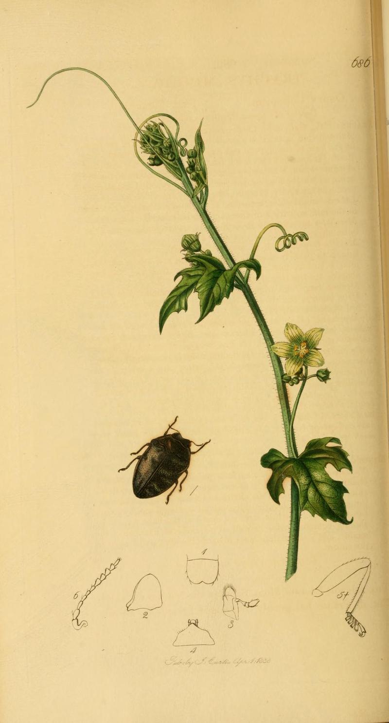 An illustration from British Entomology by John Curtis Coleoptera Trachys minuta