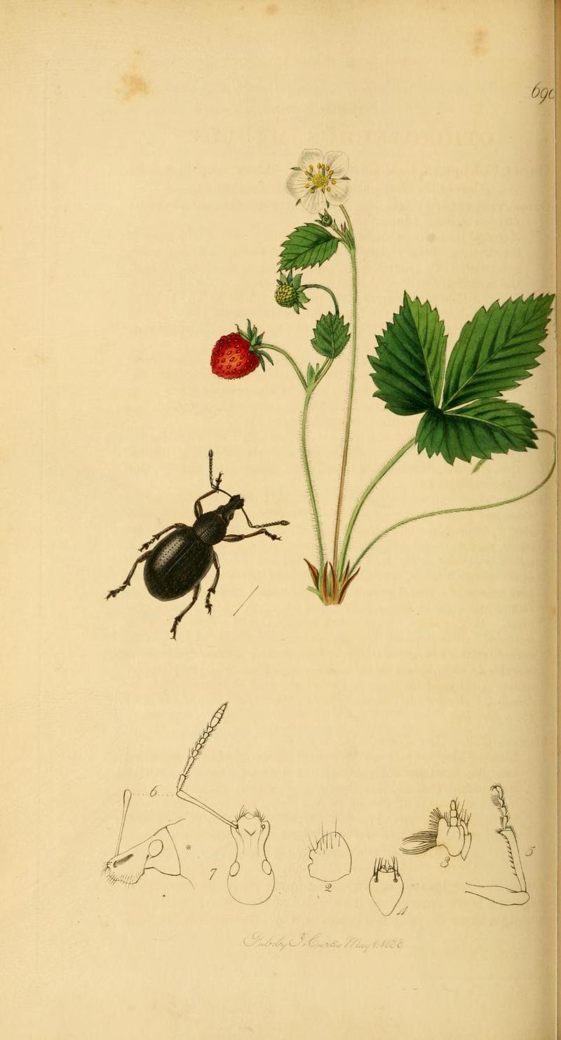 An illustration from British Entomology by John Curtis