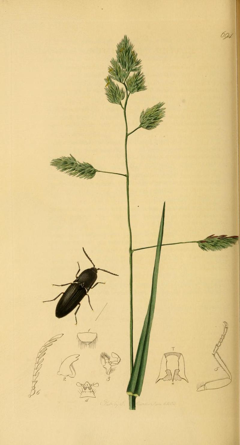 An illustration from British Entomology by John Curtis