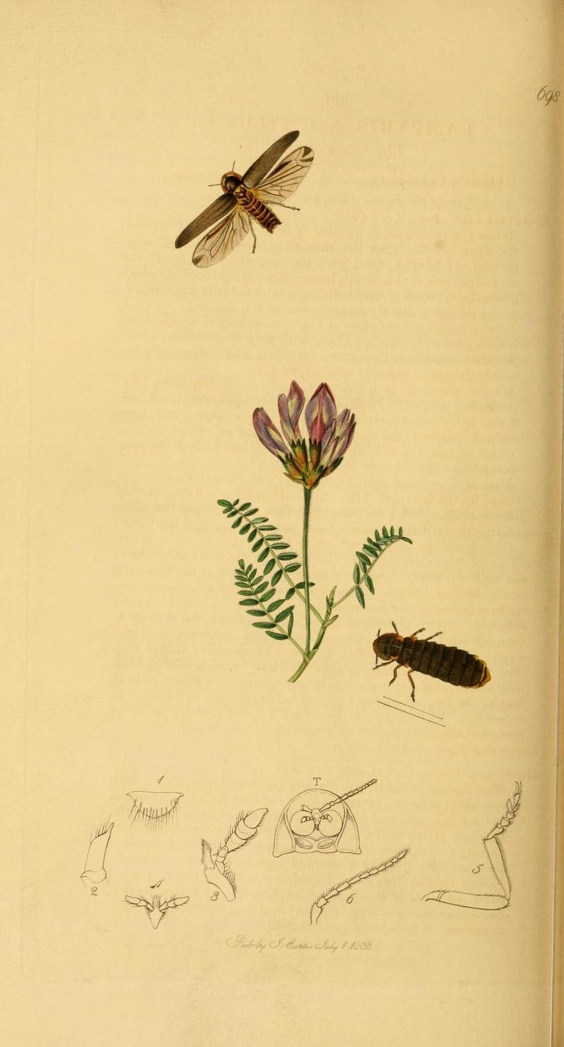 An illustration from British Entomology by John Curtis