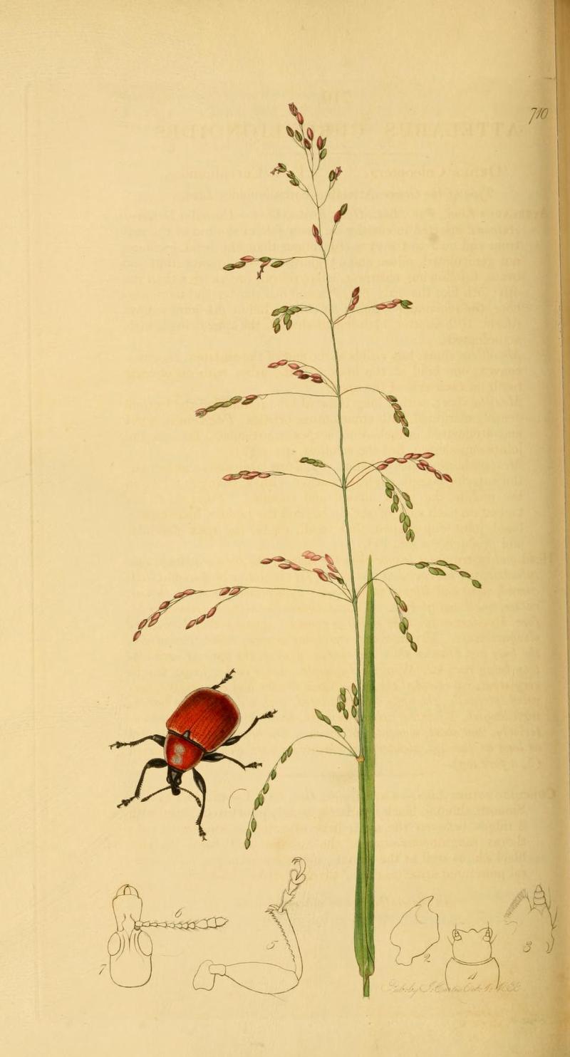 An illustration from British Entomology by John Curtis