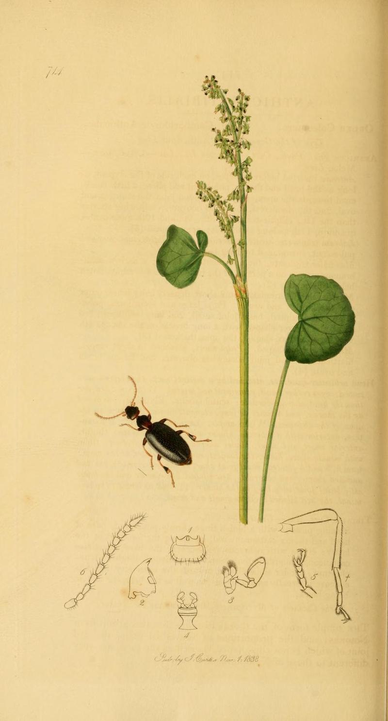 An illustration from British Entomology by John Curtis