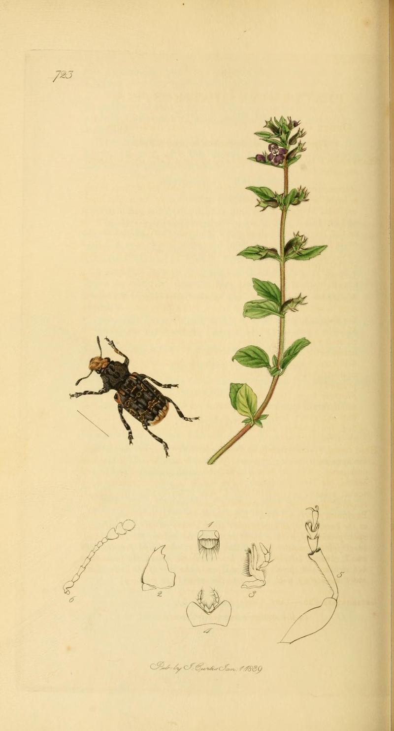 An illustration from British Entomology by John Curtis