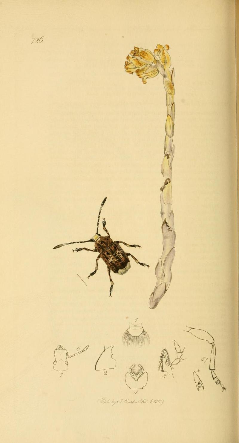 An illustration from British Entomology by John Curtis