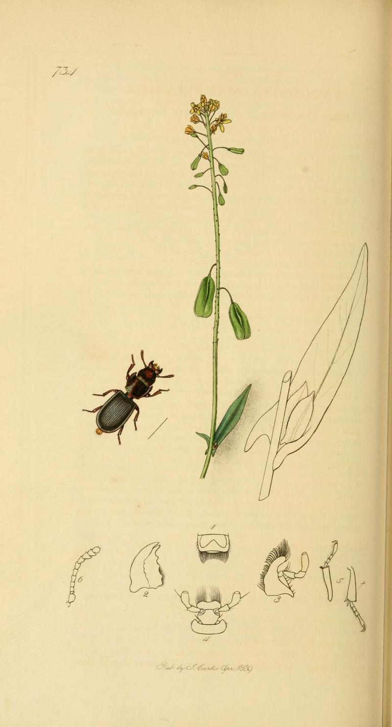 An illustration from British Entomology by John Curtis