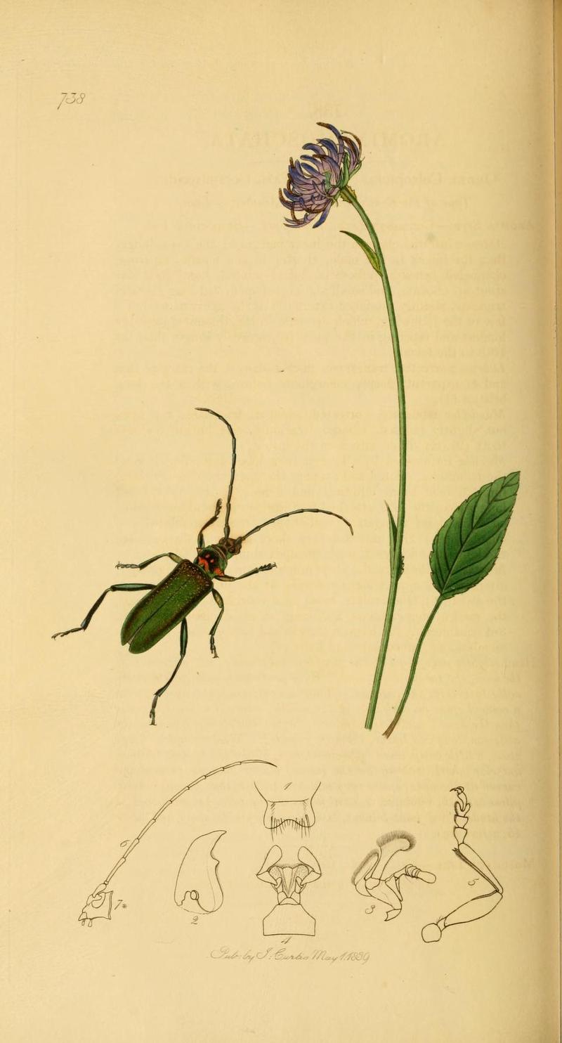 An illustration from British Entomology by John Curtis