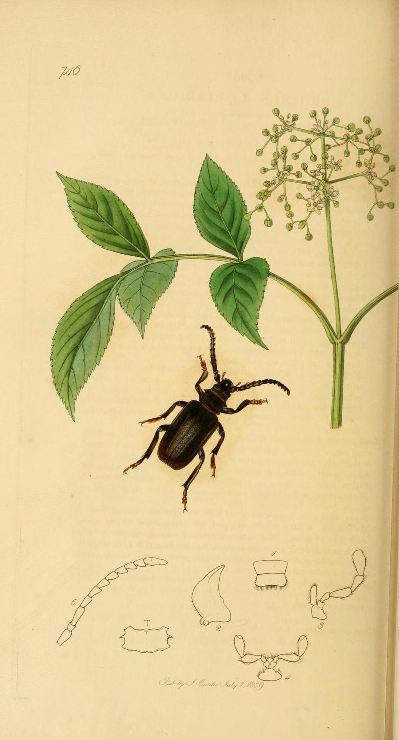 An illustration from British Entomology by John Curtis