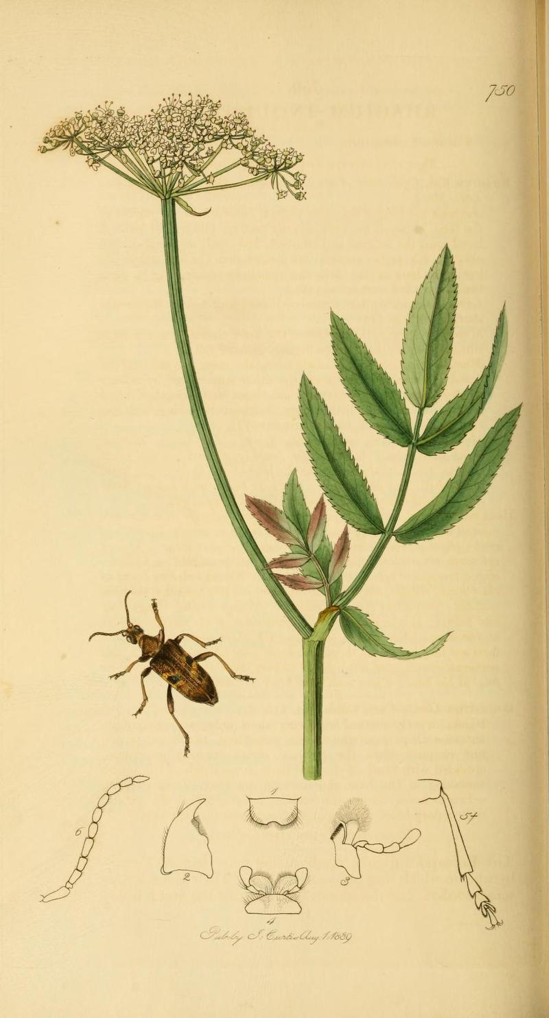 An illustration from British Entomology by John Curtis