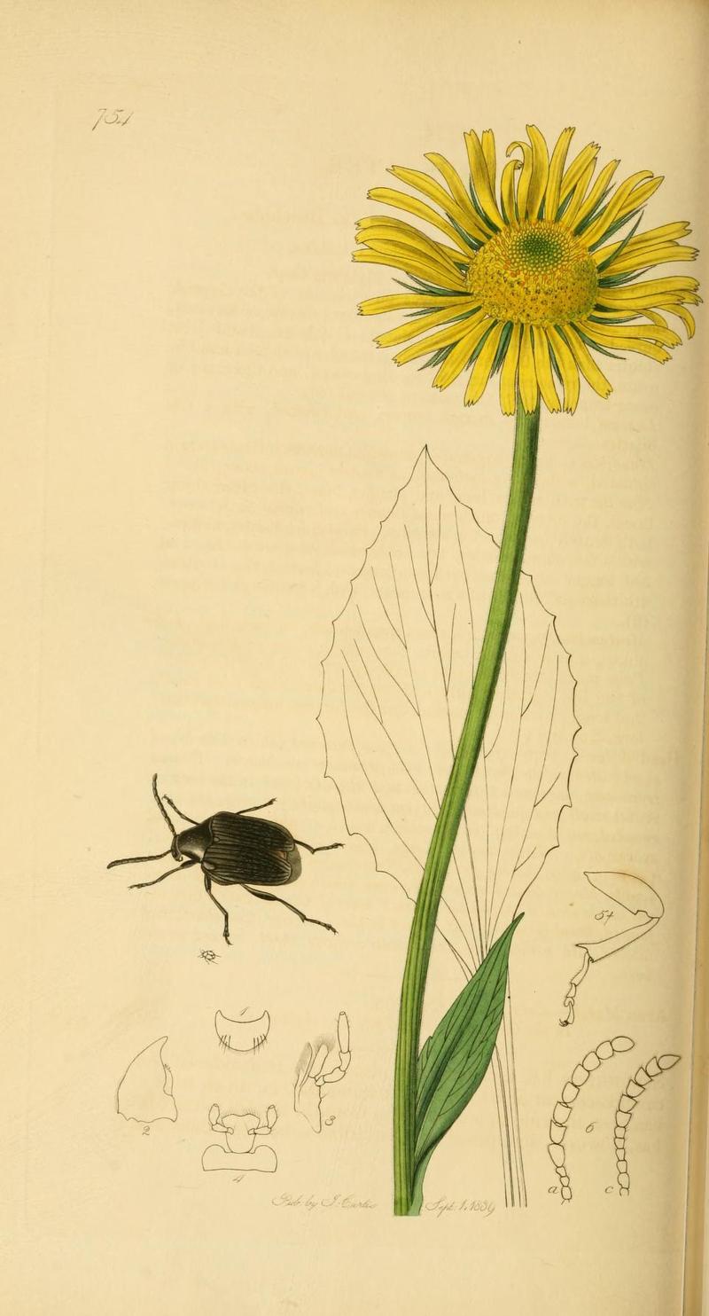 An illustration from British Entomology by John Curtis