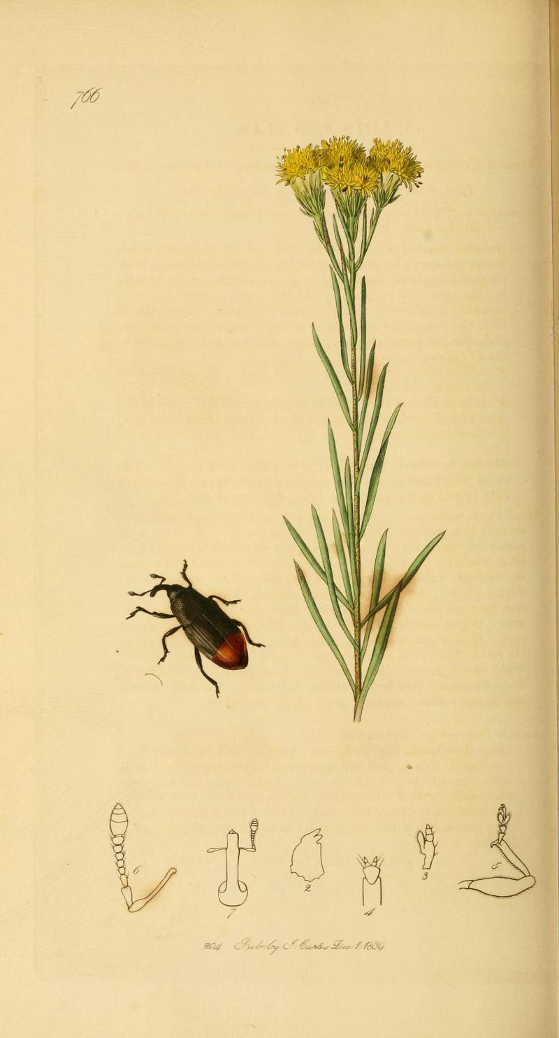 An illustration from British Entomology by John Curtis