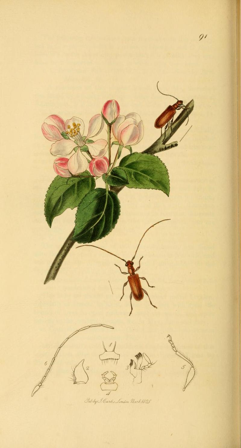An illustration from British Entomology by John Curtis
