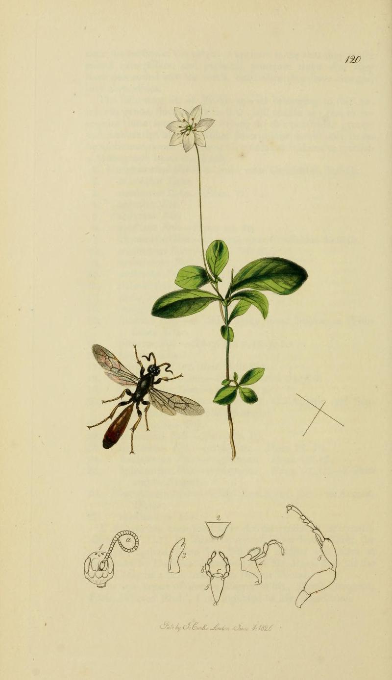 An illustration from British Entomology by John CurtisAlomya victor Valid name Alomya debellator the Scotch Alomya