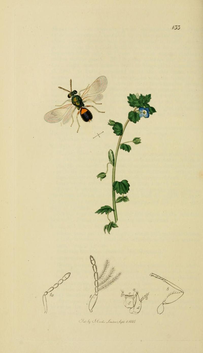 An illustration from British Entomology by John CurtisEulophus damicornis Valid name Eulophus ramicornis the Kirbian Eulophus