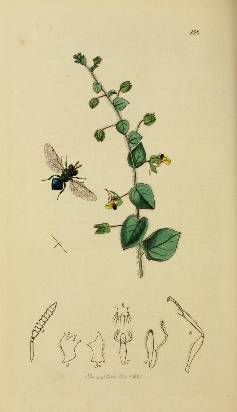 An illustration from British Entomology by John CurtisPerilampus pallipes Valid name Perilampus ruficornis the Palefooted Pallipes