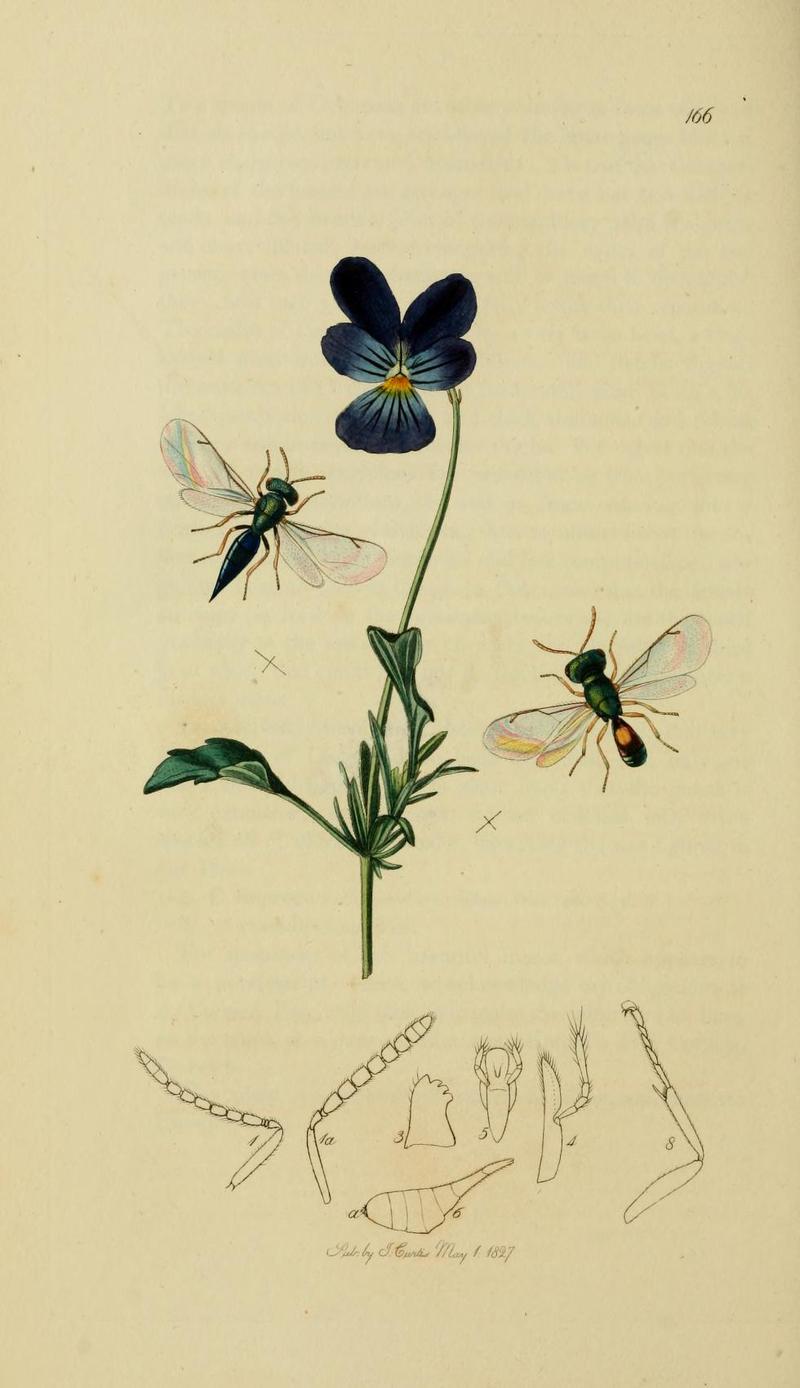 An illustration from British Entomology by John CurtisColax dispar Valid name Pteromalus dispar the Northern Colax