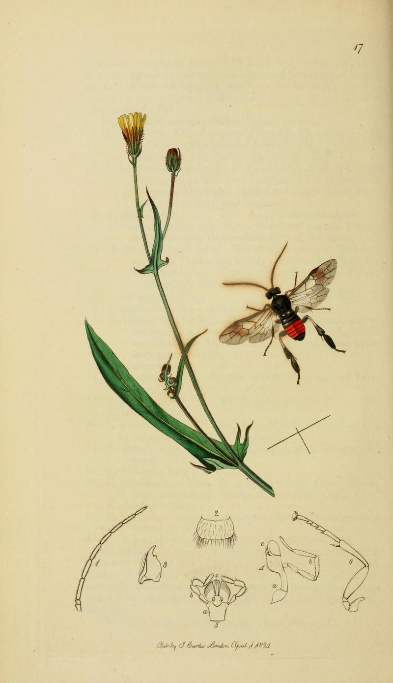 An illustration from British Entomology by John CurtisCroesus septentrionalis Flatlegged Tenthred