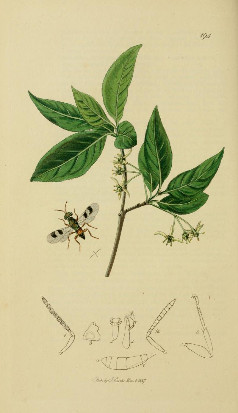 An illustration from British Entomology by John CurtisCleonymus maculipennis Valid name Cheiropachus quadrum Spottedwinged Cleonym