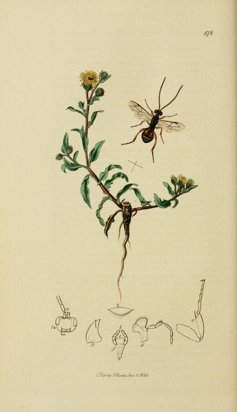 An illustration from British Entomology by John CurtisAnomalon vesparum Valid name Sphecophaga vesparum Wasps Ichneumon