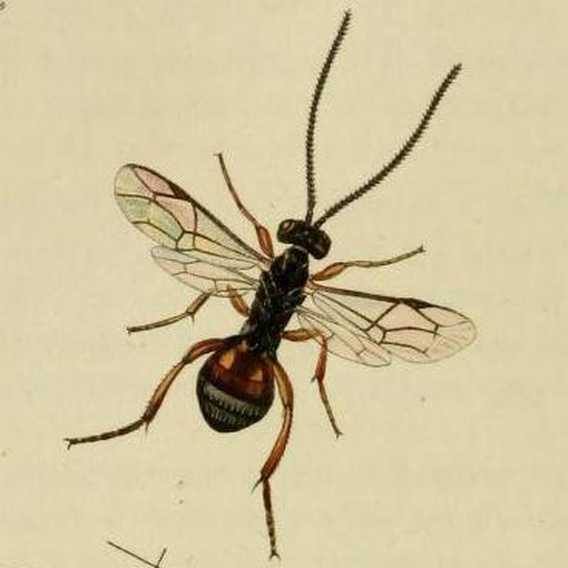 Britishentomologyvolume3Plate198 (cropped)