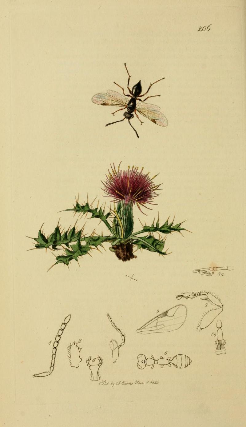 British Entomology Volume 3 John Curtis Dryinus cursor Anteon Cursor Irish Dryinus