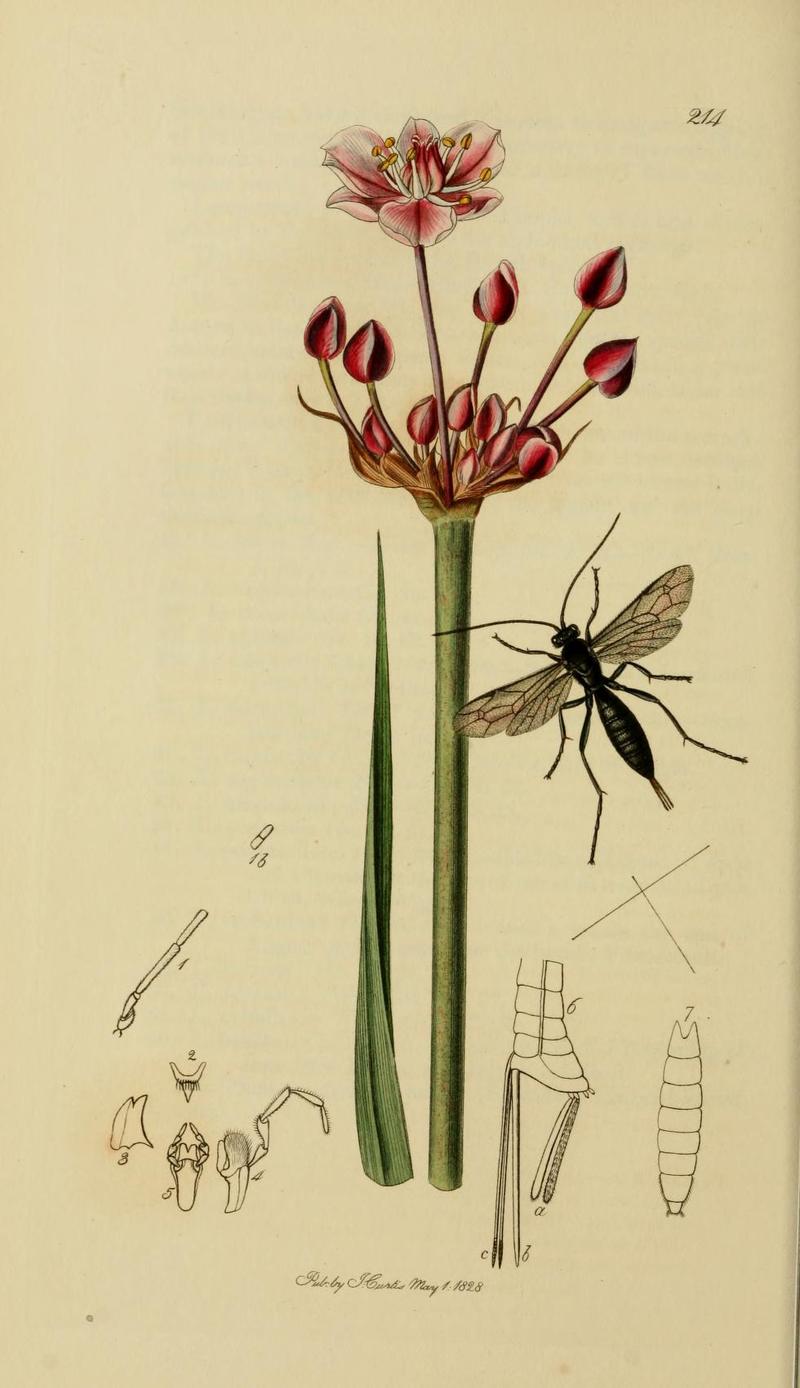 An illustration from British Entomology by John Curtis Pimpla aethiops Whittlesea Pimpla