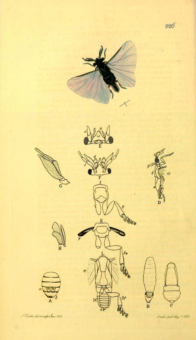 An illustration from British Entomology by John Curtis Stylops dalii the Dalian Stylopid