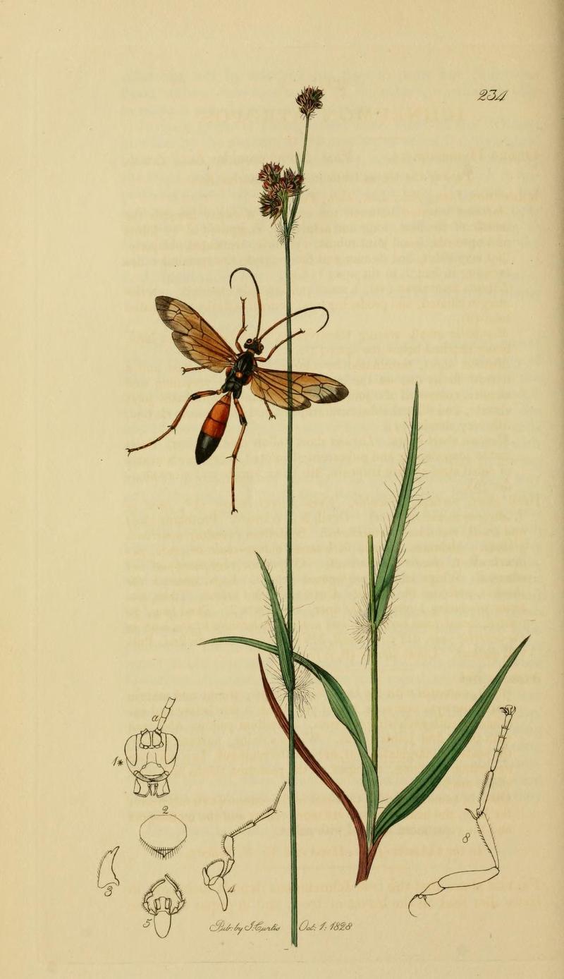 An illustration from British Entomology by John CurtisIchneumon atropos Valid name Callajoppa exaltatoria the Deaths Head Ichneumon