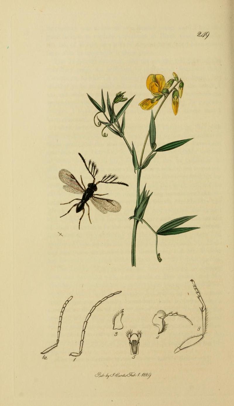 An illustration from British Entomology by John CurtisCeraphron halidayi Valid name Dendrocerus halidayi Curtis