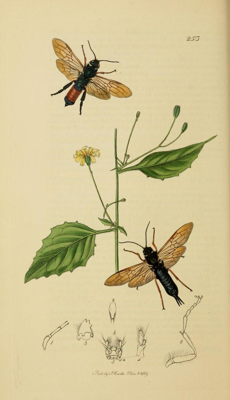 An illustration from British Entomology by John CurtisSirex juvencus the Firdestroying Woodwasp