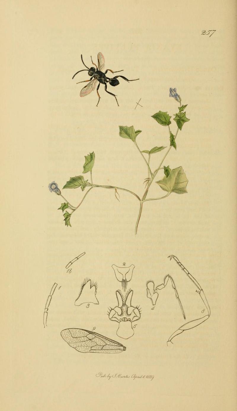 An illustration from British Entomology by John CurtisEvania fulvipes Curtis Valid name Brachygaster minutus the Yellowfooted Evania