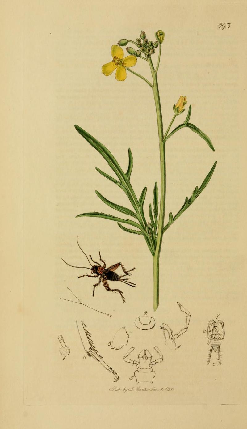 An illustration from British Entomology by John CurtisAcheta sylvestris valid name Nemobius sylvestris the Wood Cricket