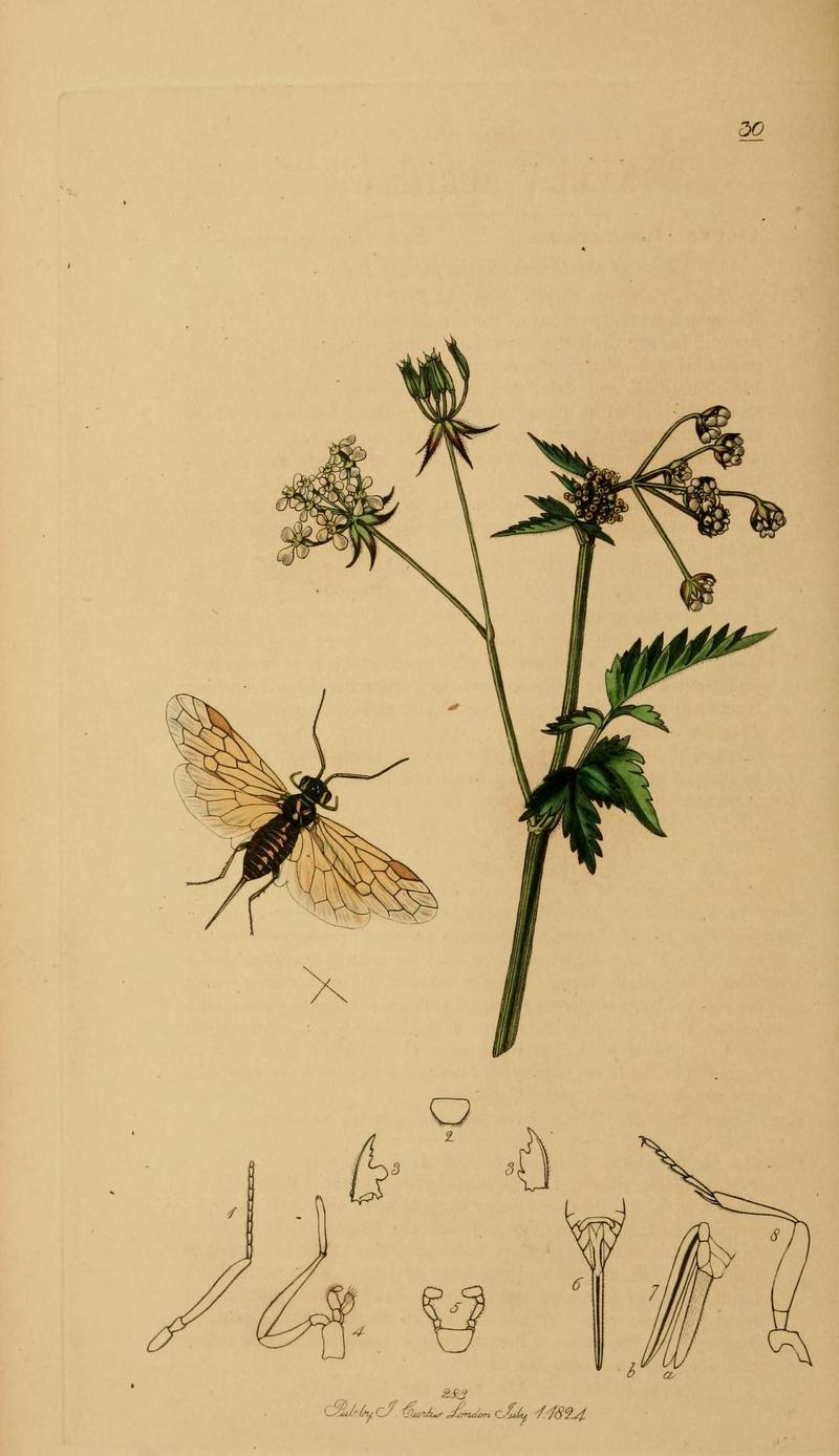 An illustration from British Entomology by John CurtisXyela pusilla the Small Xyela Valid name Xyela julii
