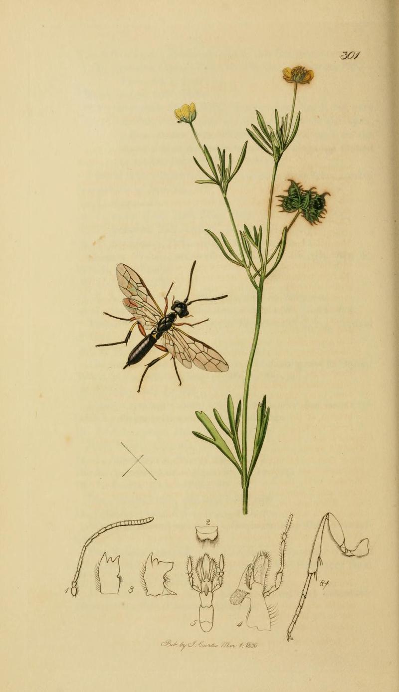 An illustration from British Entomology by John CurtisCephus femoratus Valid name Janus femoratus the Yellowthighed Cephus