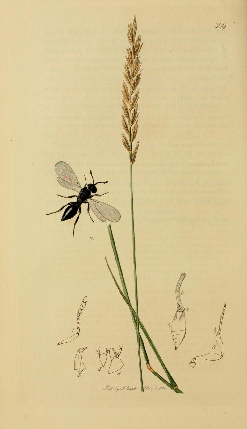 An illustration from British Entomology by John CurtisPlatygaster boscii Valid name Inostemma boscii