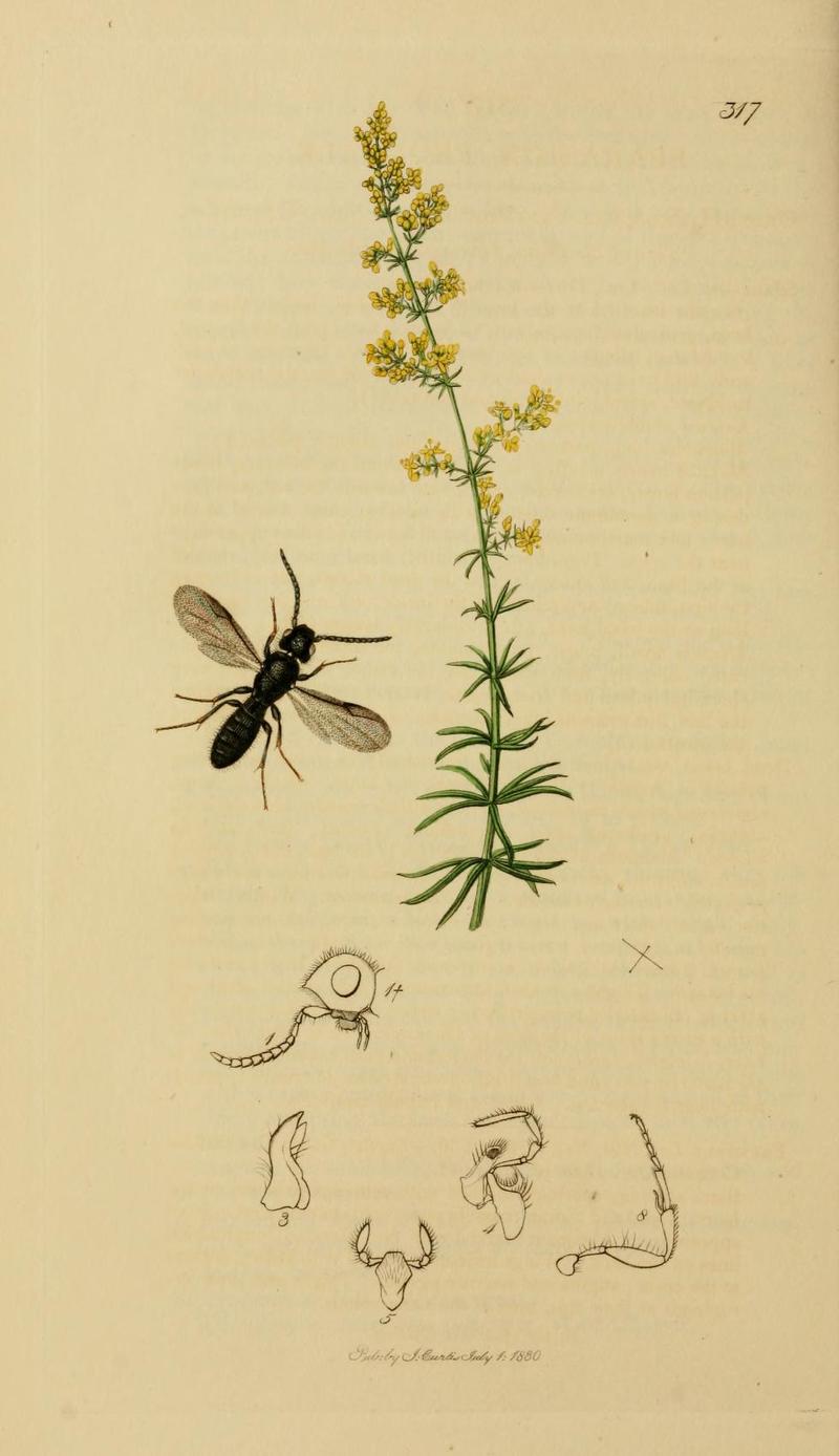 An illustration from British Entomology by John CurtisSparasion frontale Valid name Sparasion frontalis the Horned Sparasion