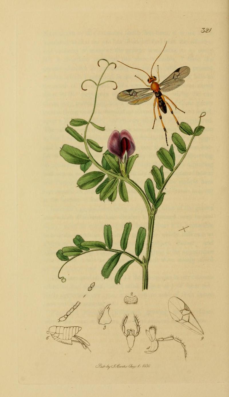 An illustration from British Entomology by John CurtisMicrogaster alvearius Valid name Protomicroplitis alvearius the Pretty Microgaster