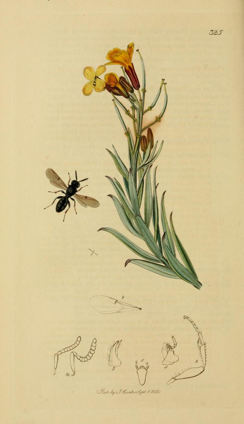 An illustration from British Entomology by John CurtisScelio rugulosus
