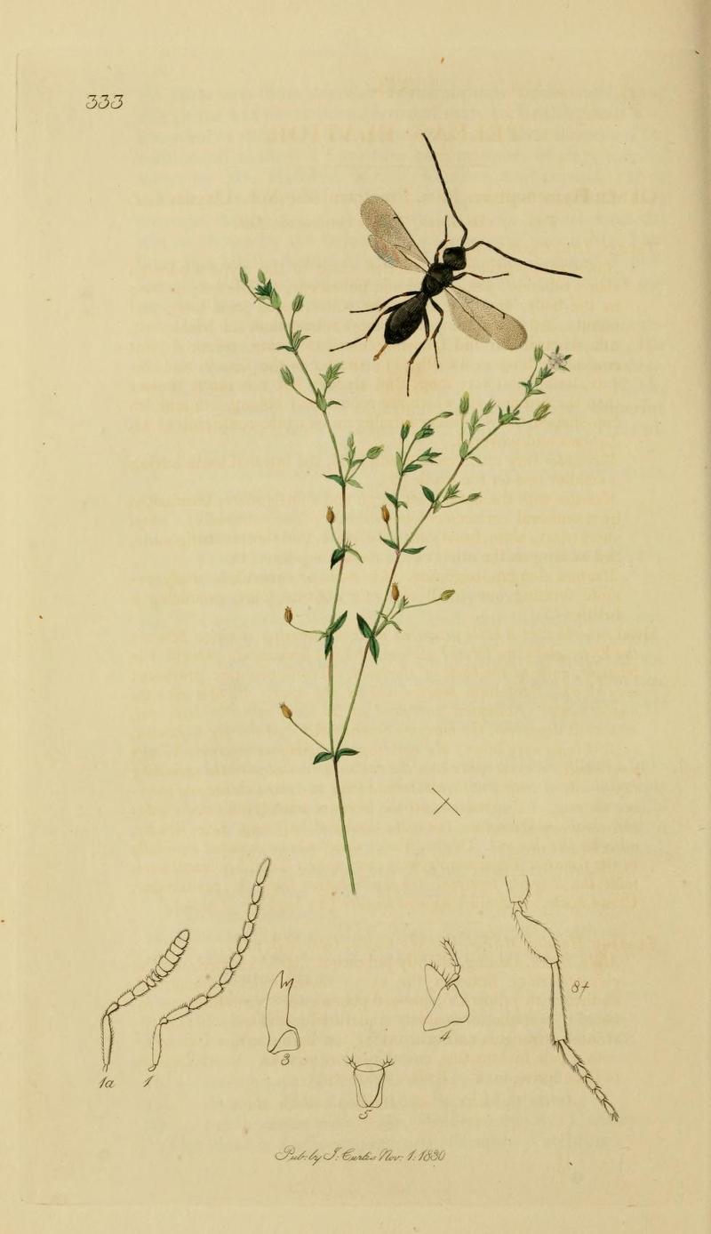 An illustration from British Entomology by John CurtisTeleas elatior Valid name Trimorus elatior