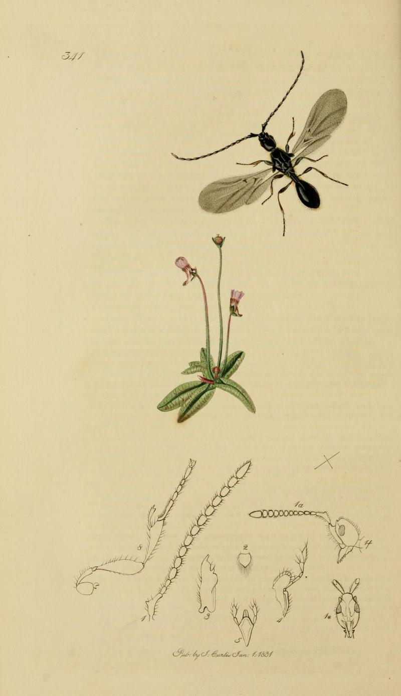 An illustration from British Entomology by John CurtisGalesus fuscipennis Valid name Psilus fuscipennis Curtis