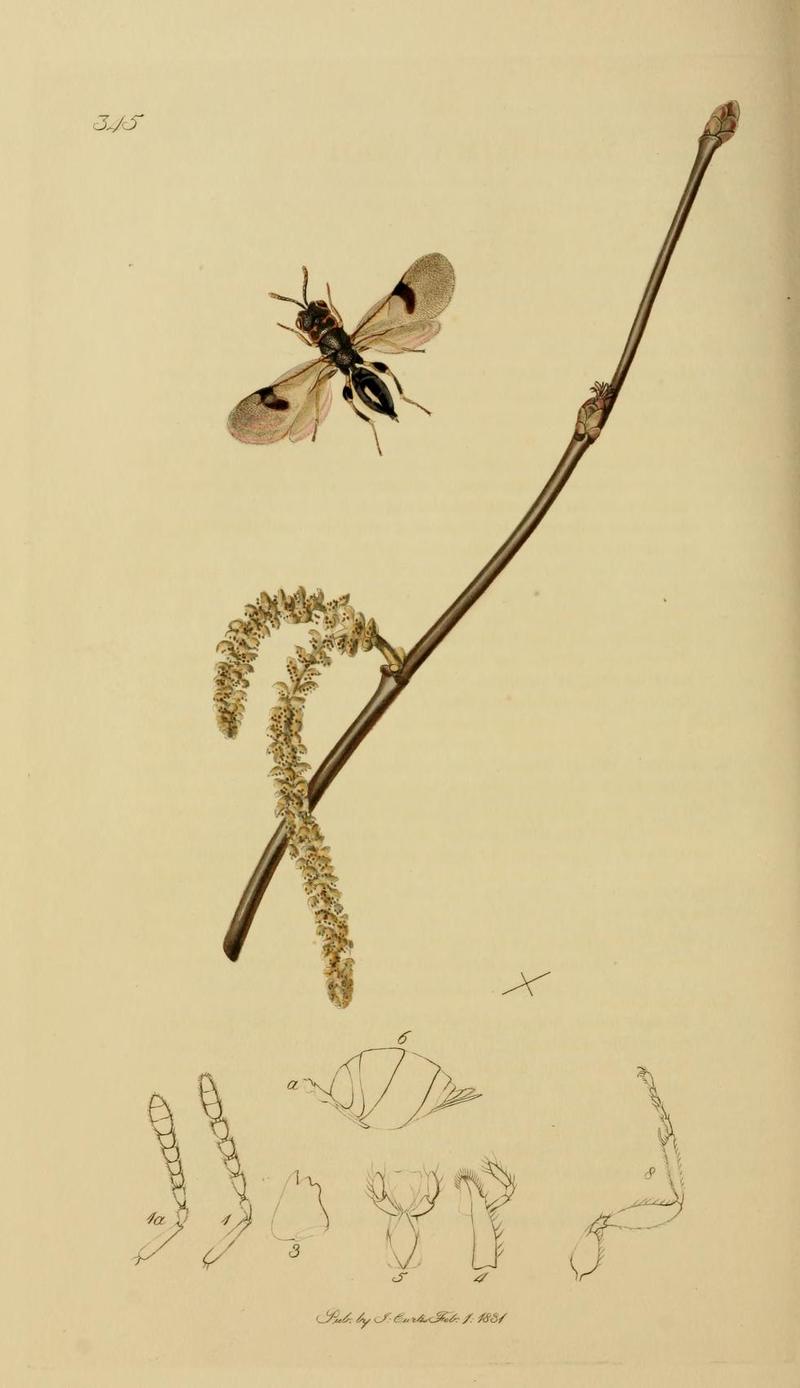 An illustration from British Entomology by John CurtisDecatoma cooperi Valid name Sycophila biguttata the Cooperian Decatoma