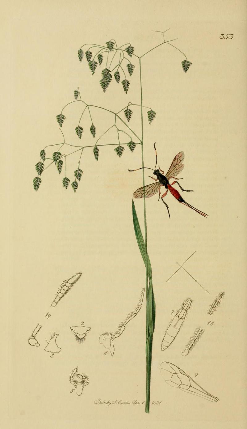 An illustration from British Entomology by John CurtisXylonomus pilicornis Valid name Xorides fuligator the Hairy horned Ichneumon