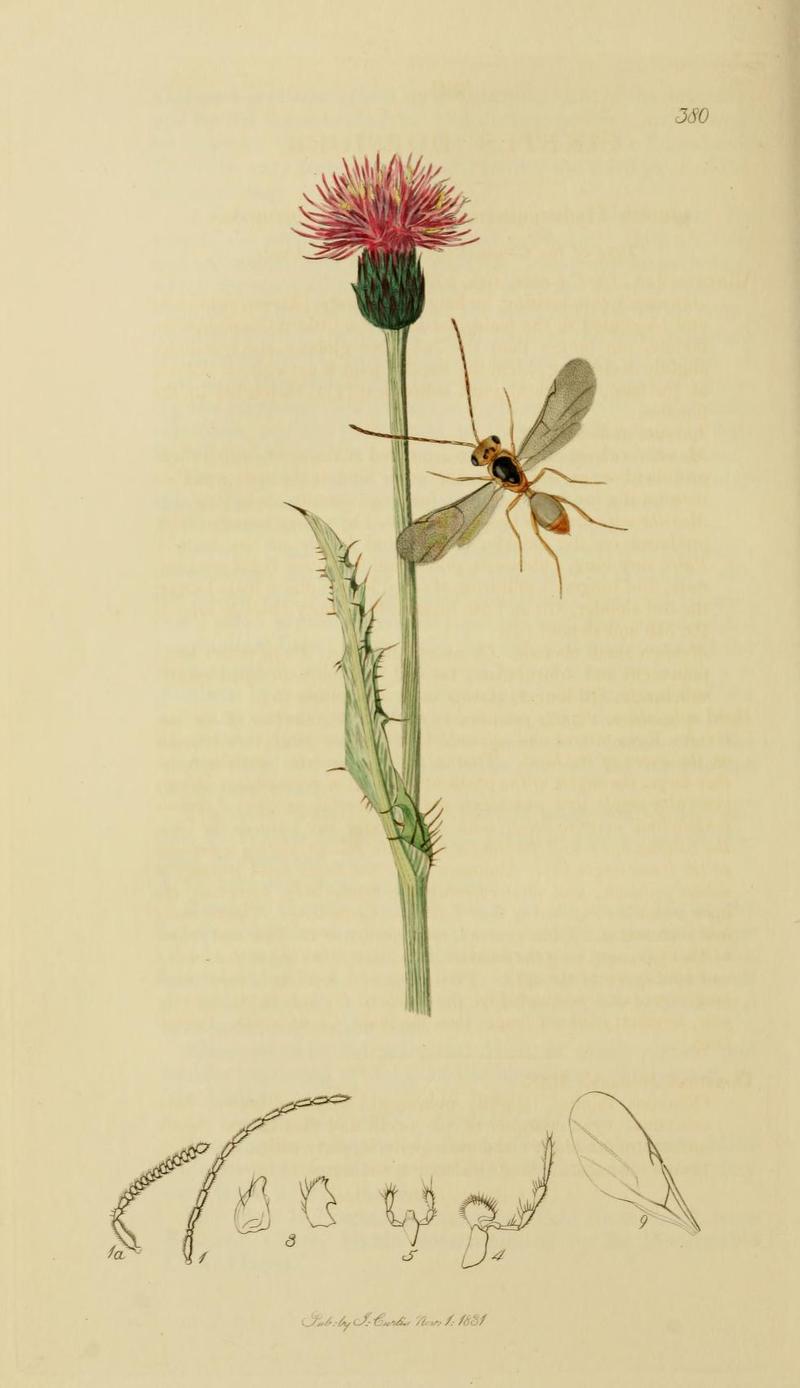 An illustration from British Entomology by John CurtisCinetus dorsiger Valid name Ismarus dorsiger