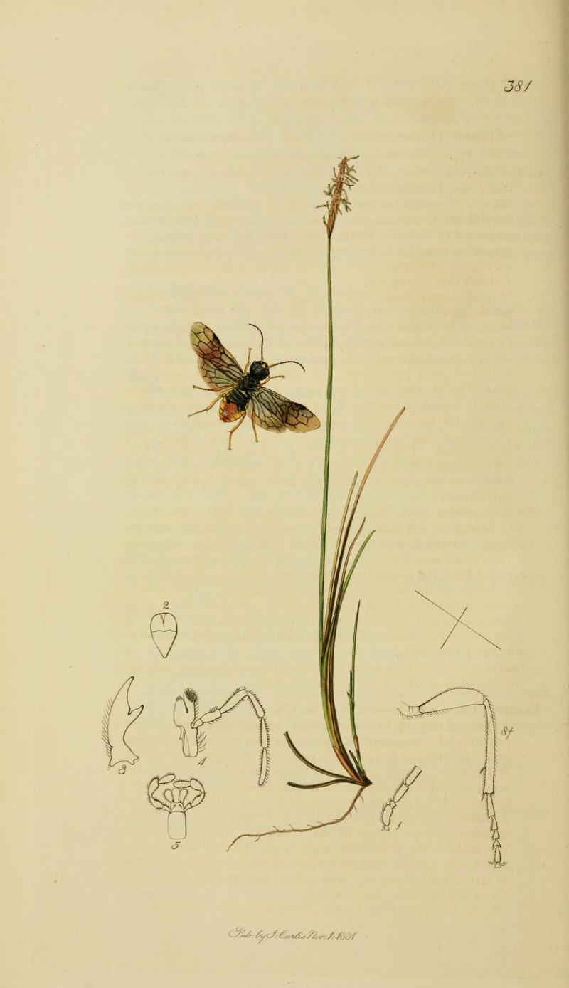 An illustration from British Entomology by John CurtisLyda fasciata Curtis Valid name Neurotoma saltuum the Barred Lyda