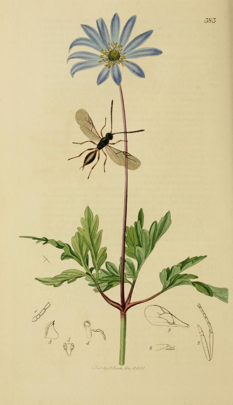 An illustration from British Entomology by John CurtisAphidius cirsii Valid name Aphidius matricariae the Thistleaphis Destroyer