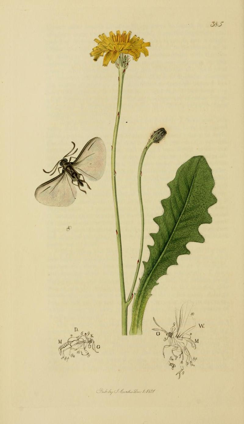 An illustration from British Entomology by John Curtis Elenchus walkeri Valid name Elenchus tenuicornis the Walkerian Stylopid