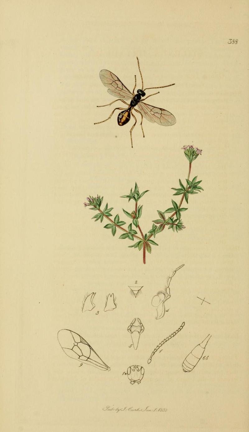 An illustration from British Entomology by John CurtisStilpnus dryadum the Stilpnus of the Woods