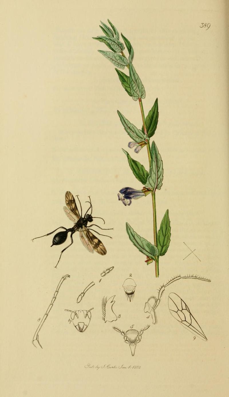 An illustration from British Entomology by John CurtisAgriotypus armatus the Spined Agriotypus